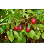 5 Seeds Cherry Plum Tree Prunus americana Organic Fresh Seeds - $11.70
