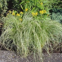 2 Carex Grass Plants In 4&quot; Pot - Amazon Mist Ornamental Grass Plant - Colorgrass - $11.99