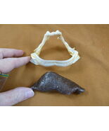 SJ278-98-3) Rare 4" Portuguese Dogfish SHARK jaw teeth + skin C coelolepsis - $304.79
