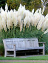 White Pampas Grass Seeds Ornamental Grass Non-GMO Garden Seeds USA 100+ Seeds - £7.90 GBP