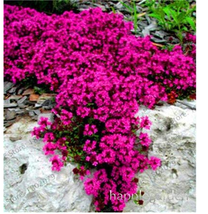 USA SELLER 500 Pcs Creeping Thyme Or Blue Rock Cress Plant Perennial Ground Cove - $15.28