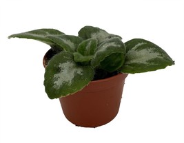 JV Thunderbolt Asian Violet Primulina House Plant 2.5&quot; Pot - $28.99