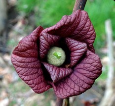 Asimina triloba (poor man&#39;s banana) - One Pawpaw plant - 1 year old - Gardening - £51.95 GBP