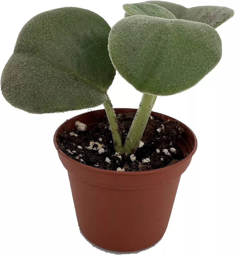 Peperomia Felted Incana Heart Easy To Grow Succulent Indoors Live Plant ... - $28.85