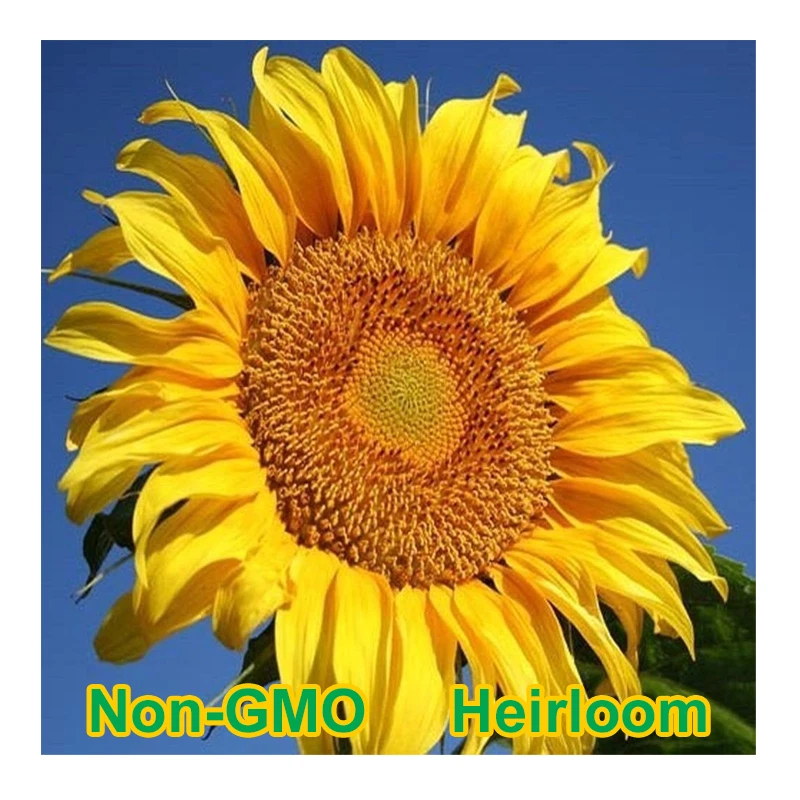 Mammoth Grey-Stripe Sunflower Seeds BULK | Non-GMO | Heirloom Garden Seeds - $11.02