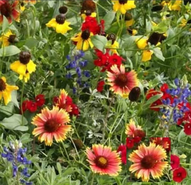 1000 Wildflower Mix TEXAS / OKLAHOMA Regional Seeds - for Garden Flower - $7.00