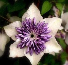 Clematis Bulbs Clematis Mix Clematis hybridas Climbing Landscaping 50 seeds - $9.99