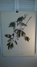 ROSE- Breasted Grosbeak Audubon Print By Roger Tory Peterson - $95.00