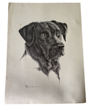 Mary Dove Texas Artist Signed Art Print Black Labrador Retriever Beowolf Vintage - £73.71 GBP