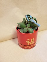 Jade Plant in Red Gold Tin, 3" Planter Succulent Crassula ovata Chinese New Year image 6