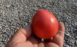 SEED-TOMATO Grightmire&#39;s Pride Heirloom  Low Acid, Meaty yet Juicy - $74.12 MXN+