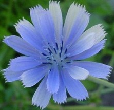 100 Chicory Brilliant Blue Daisy Like Perennial Flower Seeds - £14.51 GBP
