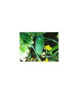 100 Cucumber Carolina F1 Hybrid Great Garden Vegetable Seeds - $9.00