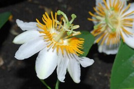 Passiflora sphaerocarpa 5 seeds passion flowers, passion vines, flowerin... - £3.21 GBP