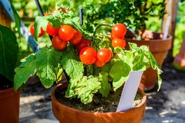 KKG 42 Day Fastest Tomato In The World To Ripen Seeds 25 Seeds Fresh Garden - $7.89