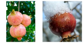 2 TC Plant Plugs Salavatsky Pomegranate (Punica sp.) LOWEST PRICE - £32.06 GBP