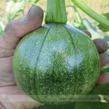  Heirloom Tatume Summer Squash Organic 10 Great Curcurbita Pepo #NF716 Seeds - $6.00