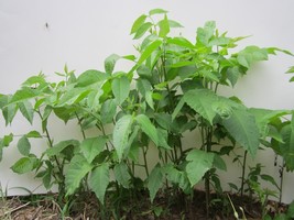 (lot of 5) BLACK WALNUT Bareroot Seedlings 12&quot; to 18&quot;+ - £37.61 GBP