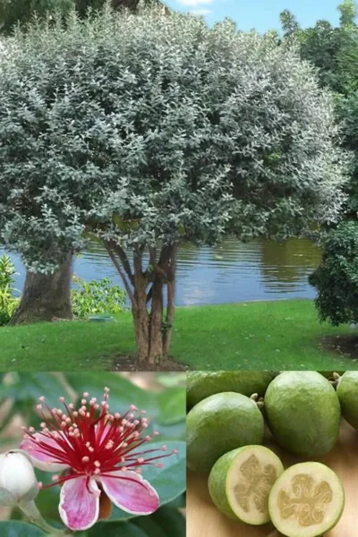 Pineapple Guava Feijoa Sellowiana Well Rooted Starter Plant Grow Sweet Fruit Gar - £28.29 GBP