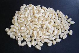 Corn Popcorn White Pop Corn 75 Seeds Garden USA - $4.50