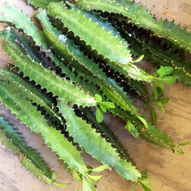 FIVE (5) UNROOTED CATHEDRAL/AFRICAN MILK CACTUS - £11.69 GBP