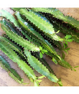 FIVE (5) UNROOTED CATHEDRAL/AFRICAN MILK CACTUS - £11.61 GBP
