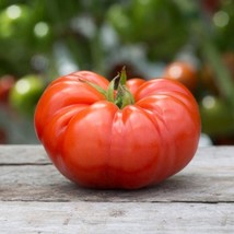 SR12Store 30 Beefsteak Tomato Seeds 2024 Heirloomseedguy US Product - £6.59 GBP