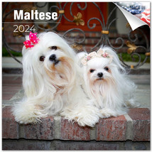 MALTESE Wall Calendar 2024  DOG Lover Pet Lover Gift - $24.74