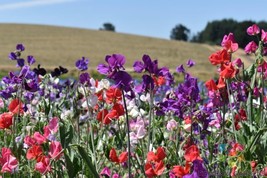 PPA 50+ Knee-High Mix Sweet Pea Seeds For Garden Planting - USA  - $7.12