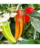 Fish Pepper Seeds 10 FRESH - $11.00