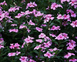  100 Dwarf Pink Periwinkle Seeds Vinca Rosea Delicata Flowers Ground Cover - $8.99
