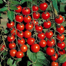 50 Seeds Sweet Million Tomato Heirloom Vegetable Tomatoe  Garden - $7.77