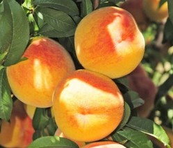 Halford Peach fruit tree seedling yellow gold edible canning fruit LIVE ... - $36.99