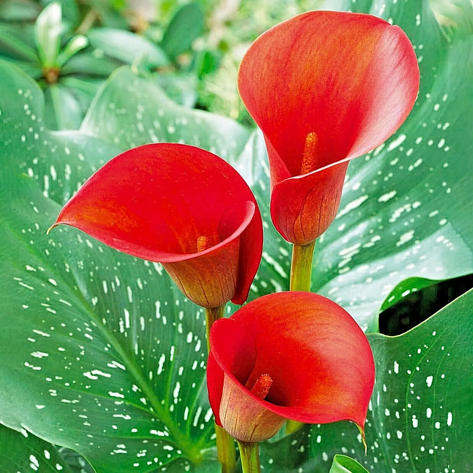 Red Alert Calla Lily Flower Bulbs - £37.12 GBP