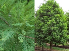 Bareroot Seedling 1-2 Feet Tall 3 Bald Cypress Trees (Taxodium) Dormant - £64.28 GBP