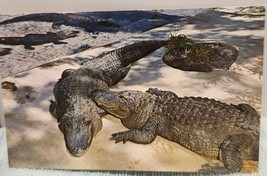 Vintage Florida Postcard Alligators Weeki Wachee - £3.93 GBP