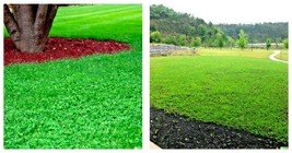 10000 Micro Clover Seeds Fresh Garden - $29.95