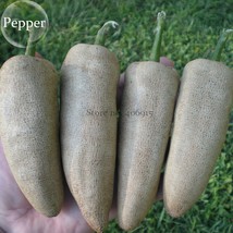 Farmers Jalapeno Pepper Seeds 5 Seeds Amazing Peppers E3949 Garden Beautiful - $6.22