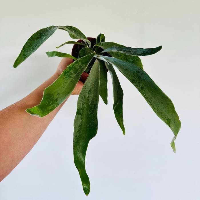 Silver Staghorn Fern Platycerium Veitchii Australian Staghorn Ready To M... - $83.98