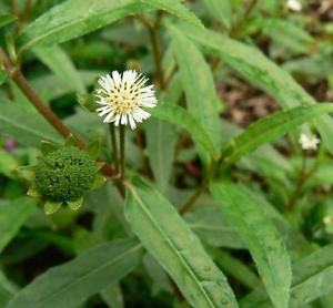 25 Organic Non GMO Eclipta Alba False Daisy Seeds