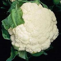 25 Seeds Cauliflower Snow Crown Vegetable Seeds - £20.89 GBP