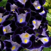 USA Seller 1R7D5 Torenia Seeds Kauai Deep Blue 50 Thru 500 Seeds Seeds F... - £15.77 GBP