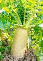 200 Seeds Daikon Radish Japanese Minowase Radish Chinese White Radish Luo Bo - £6.38 GBP