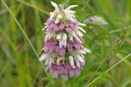 ArfanJaya 100_Seeds Monarda citriodora Lemon Bee Balm Purple Horsemint - £12.15 GBP