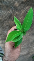 live plant tree anon (Annona squamosa) Gardening - £54.34 GBP
