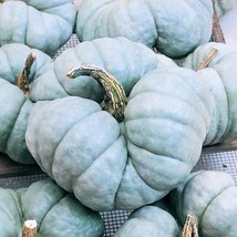 New Fresh Seeds Triamble Blue Pumpkin Shamrock Tristar Gray Jarrahdale Squash - £8.11 GBP