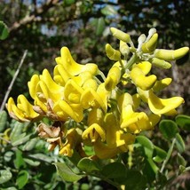 Necklace Pod Seeds Seeds Sophora Tomentosa Packet Of 15 Seeds USA SELLER Fast Sh - £13.47 GBP