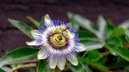 10 Passiflora Caerulea Blue Passion Seeds Flower - £14.14 GBP