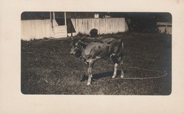 Postcard Cow In Fenced Yard Unknown Location - £3.52 GBP