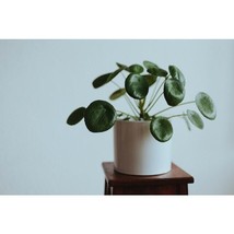 Chinese Money Plant Pilea Peperomioides Live Rooted Indoor Houseplant, 4 inch Po - £22.56 GBP